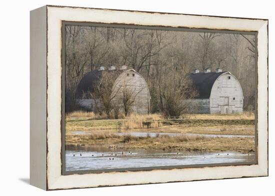 Washington State. Two Barns, at the Nisqually Wildlife Refuge-Matt Freedman-Framed Premier Image Canvas