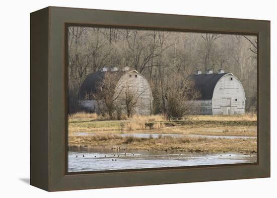 Washington State. Two Barns, at the Nisqually Wildlife Refuge-Matt Freedman-Framed Premier Image Canvas