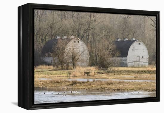 Washington State. Two Barns, at the Nisqually Wildlife Refuge-Matt Freedman-Framed Premier Image Canvas