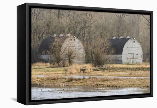 Washington State. Two Barns, at the Nisqually Wildlife Refuge-Matt Freedman-Framed Premier Image Canvas