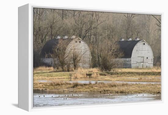 Washington State. Two Barns, at the Nisqually Wildlife Refuge-Matt Freedman-Framed Premier Image Canvas