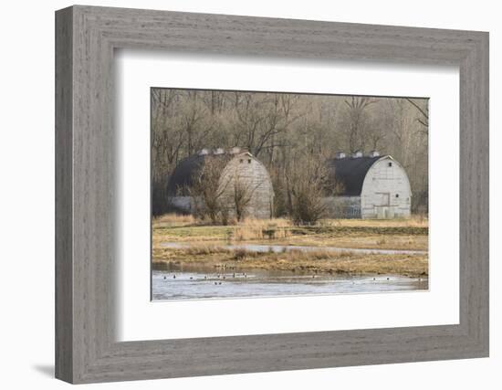 Washington State. Two Barns, at the Nisqually Wildlife Refuge-Matt Freedman-Framed Photographic Print