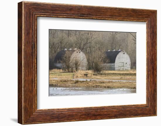 Washington State. Two Barns, at the Nisqually Wildlife Refuge-Matt Freedman-Framed Photographic Print