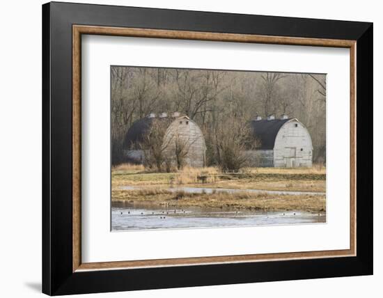 Washington State. Two Barns, at the Nisqually Wildlife Refuge-Matt Freedman-Framed Photographic Print