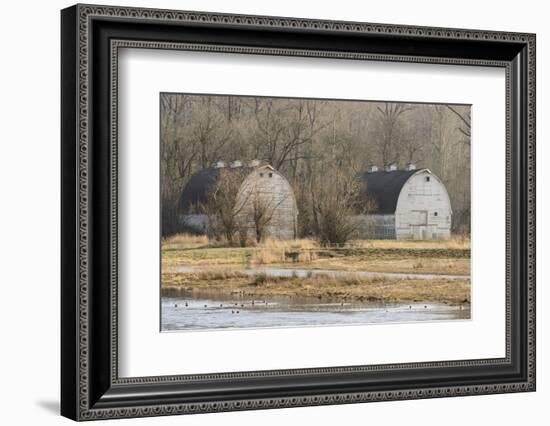 Washington State. Two Barns, at the Nisqually Wildlife Refuge-Matt Freedman-Framed Photographic Print