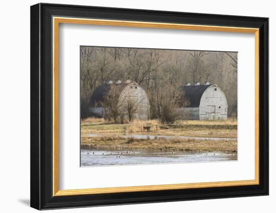 Washington State. Two Barns, at the Nisqually Wildlife Refuge-Matt Freedman-Framed Photographic Print