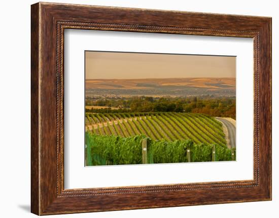 Washington State, Walla Walla. Dusk on a Vineyard-Richard Duval-Framed Photographic Print