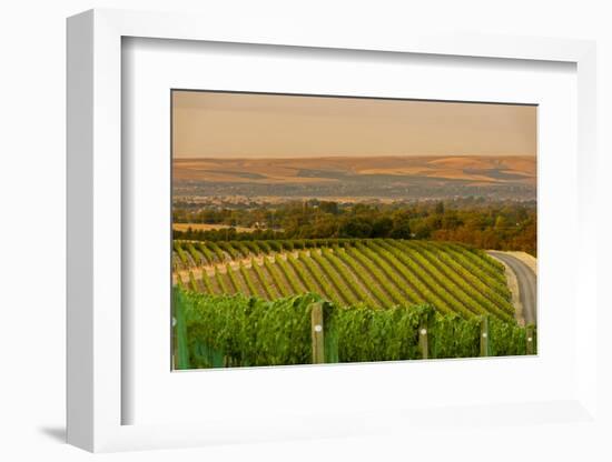 Washington State, Walla Walla. Dusk on a Vineyard-Richard Duval-Framed Photographic Print