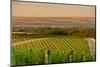 Washington State, Walla Walla. Dusk on a Vineyard-Richard Duval-Mounted Photographic Print