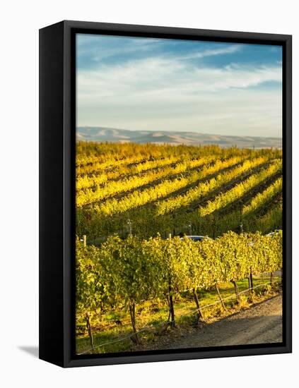 Washington State, Walla Walla. Fall Color in Vineyards-Richard Duval-Framed Premier Image Canvas