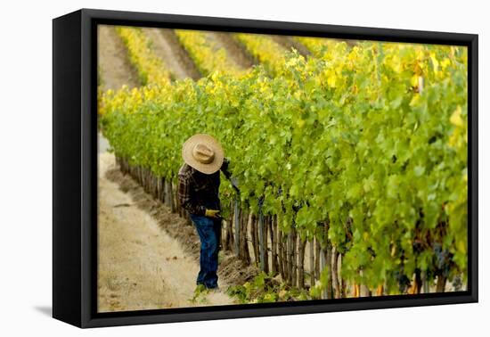 Washington State, Walla Walla. Field Worker at Harvest in a Vineyard-Richard Duval-Framed Premier Image Canvas