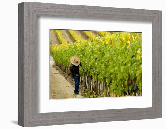 Washington State, Walla Walla. Field Worker at Harvest in a Vineyard-Richard Duval-Framed Photographic Print