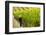 Washington State, Walla Walla. Field Worker at Harvest in a Vineyard-Richard Duval-Framed Photographic Print