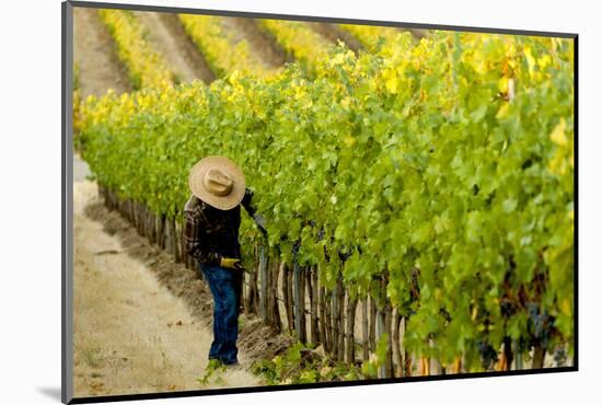 Washington State, Walla Walla. Field Worker at Harvest in a Vineyard-Richard Duval-Mounted Photographic Print