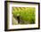 Washington State, Walla Walla. Field Worker at Harvest in a Vineyard-Richard Duval-Framed Photographic Print