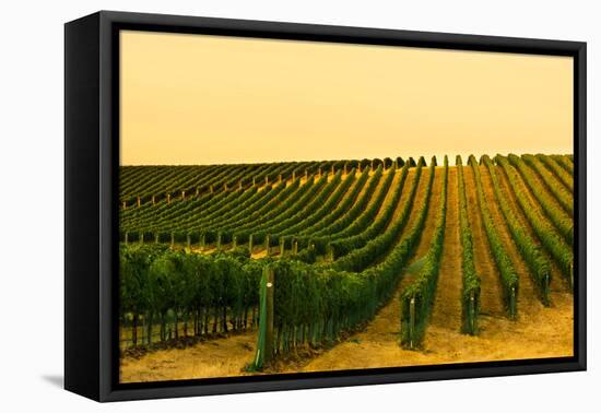 Washington State, Walla Walla. Harvest Season in a Vineyard-Richard Duval-Framed Premier Image Canvas