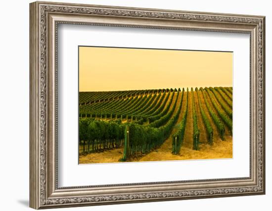 Washington State, Walla Walla. Harvest Season in a Vineyard-Richard Duval-Framed Photographic Print