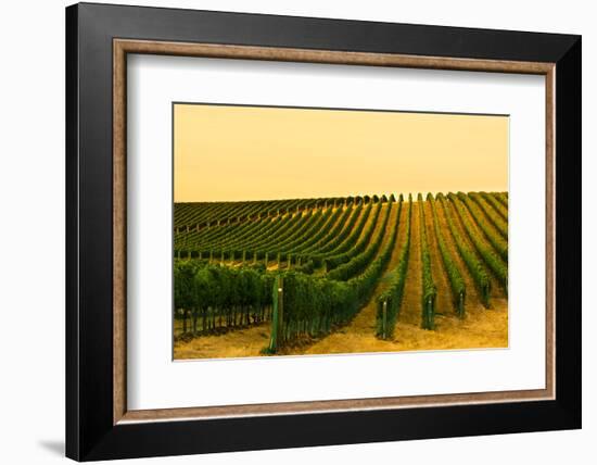 Washington State, Walla Walla. Harvest Season in a Vineyard-Richard Duval-Framed Photographic Print