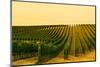 Washington State, Walla Walla. Harvest Season in a Vineyard-Richard Duval-Mounted Photographic Print