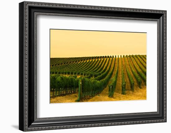 Washington State, Walla Walla. Harvest Season in a Vineyard-Richard Duval-Framed Photographic Print