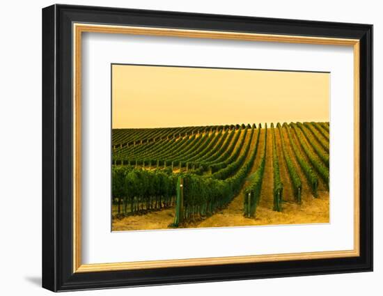 Washington State, Walla Walla. Harvest Season in a Vineyard-Richard Duval-Framed Photographic Print