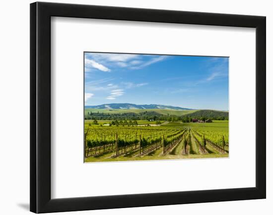 Washington State, Walla Walla. Vineyard in Walla Walla-Richard Duval-Framed Photographic Print