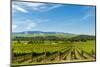 Washington State, Walla Walla. Vineyard in Walla Walla-Richard Duval-Mounted Photographic Print