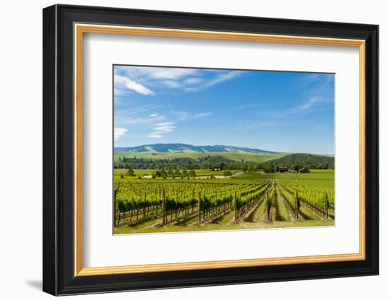 Washington State, Walla Walla. Vineyard in Walla Walla-Richard Duval-Framed Photographic Print