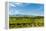 Washington State, Walla Walla. Vineyard in Walla Walla-Richard Duval-Framed Premier Image Canvas