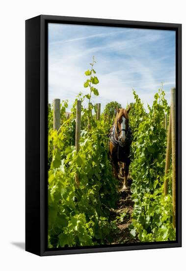 Washington State, Walla Walla. Vineyard That Tills the Soil with Horsepower-Richard Duval-Framed Premier Image Canvas