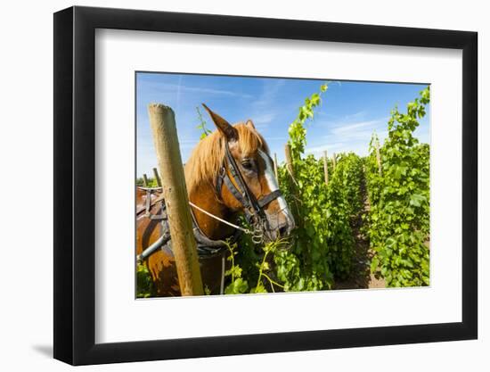 Washington State, Walla Walla. Vineyard That Tills the Soil with Horsepower-Richard Duval-Framed Photographic Print