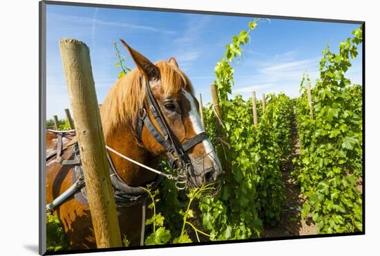 Washington State, Walla Walla. Vineyard That Tills the Soil with Horsepower-Richard Duval-Mounted Photographic Print