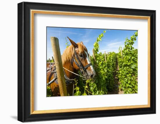 Washington State, Walla Walla. Vineyard That Tills the Soil with Horsepower-Richard Duval-Framed Photographic Print