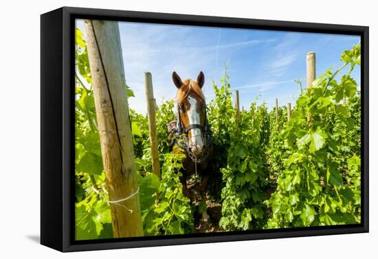 Washington State, Walla Walla. Vineyard That Tills the Soil with Horsepower-Richard Duval-Framed Premier Image Canvas