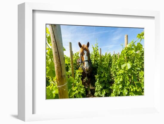 Washington State, Walla Walla. Vineyard That Tills the Soil with Horsepower-Richard Duval-Framed Photographic Print