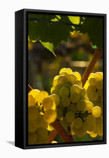 Washington State, Yakima Valley. Chardonnay Grapes-Richard Duval-Framed Premier Image Canvas