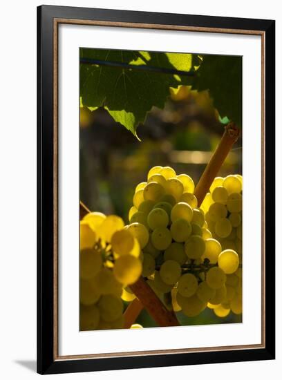 Washington State, Yakima Valley. Chardonnay Grapes-Richard Duval-Framed Photographic Print