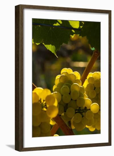 Washington State, Yakima Valley. Chardonnay Grapes-Richard Duval-Framed Photographic Print