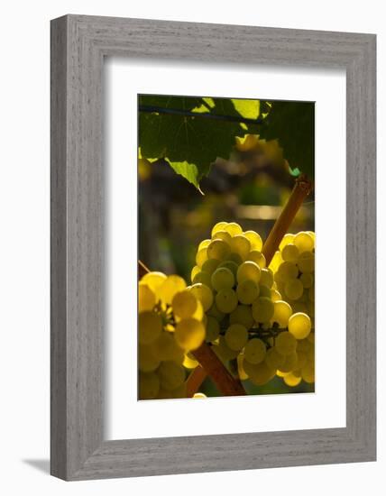 Washington State, Yakima Valley. Chardonnay Grapes-Richard Duval-Framed Photographic Print