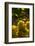 Washington State, Yakima Valley. Chardonnay Grapes-Richard Duval-Framed Photographic Print