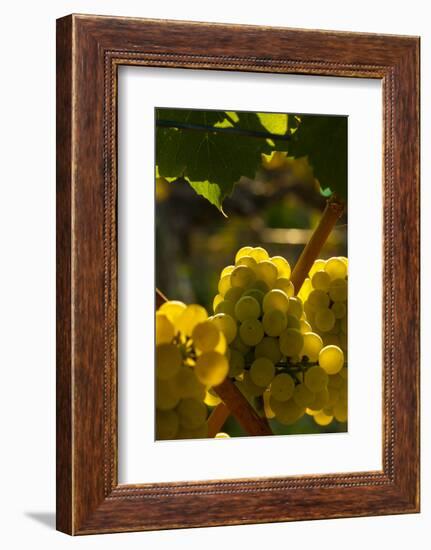 Washington State, Yakima Valley. Chardonnay Grapes-Richard Duval-Framed Photographic Print