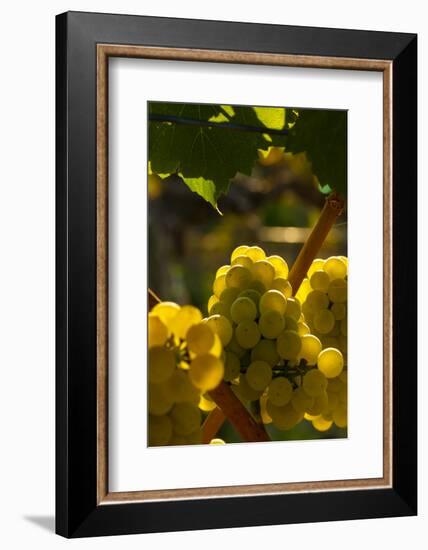 Washington State, Yakima Valley. Chardonnay Grapes-Richard Duval-Framed Photographic Print