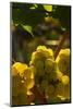 Washington State, Yakima Valley. Chardonnay Grapes-Richard Duval-Mounted Photographic Print