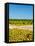 Washington State, Yakima Valley. Chardonnay Harvest in a Vineyard-Richard Duval-Framed Premier Image Canvas