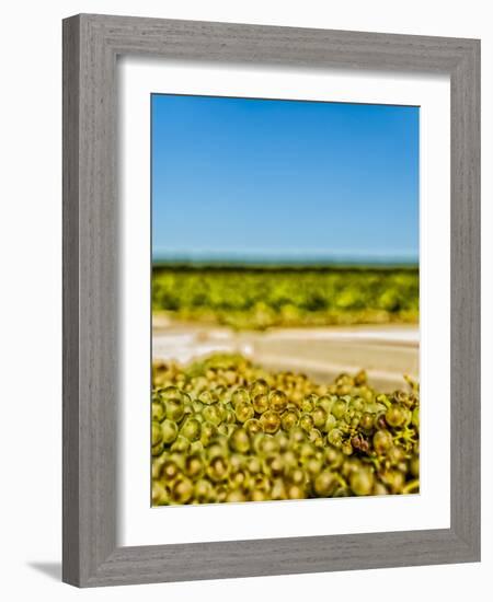 Washington State, Yakima Valley. Chardonnay Harvest in a Vineyard-Richard Duval-Framed Photographic Print