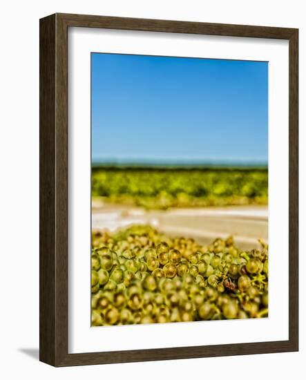 Washington State, Yakima Valley. Chardonnay Harvest in a Vineyard-Richard Duval-Framed Photographic Print