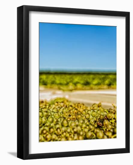 Washington State, Yakima Valley. Chardonnay Harvest in a Vineyard-Richard Duval-Framed Photographic Print