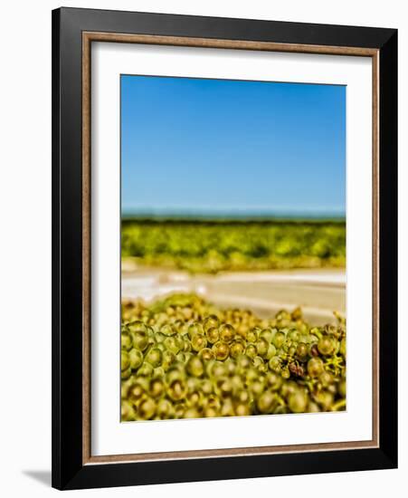 Washington State, Yakima Valley. Chardonnay Harvest in a Vineyard-Richard Duval-Framed Photographic Print