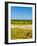 Washington State, Yakima Valley. Chardonnay Harvest in a Vineyard-Richard Duval-Framed Photographic Print