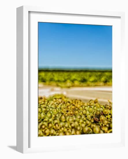 Washington State, Yakima Valley. Chardonnay Harvest in a Vineyard-Richard Duval-Framed Photographic Print